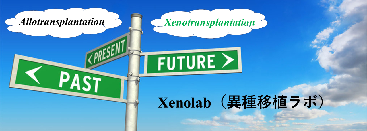 Xenolab（異種移植ラボ）